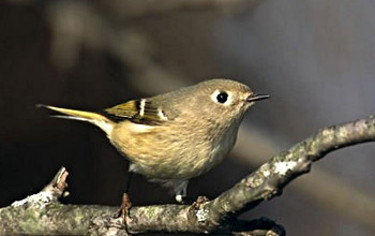 Ruby-crowned Kinglet