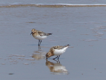 Sanderlings