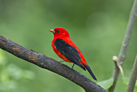 Scarlet Tanager - Breeding Male