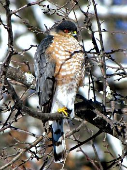 Sharp-shinned Hawk