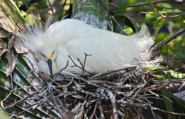 Snowy Egret on Nest