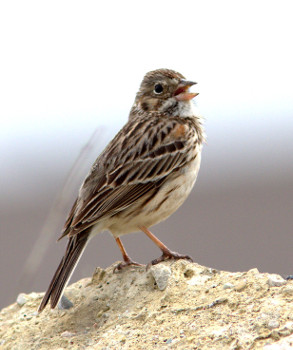 Vesper Sparrow 
