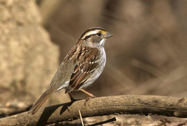 White-throated Sparrow, Tan-striped Form