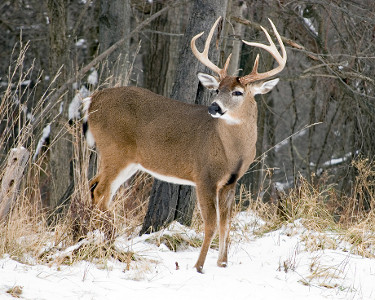White-tailed Deer(Buck)