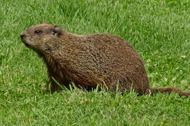 Woodchuck (Groundhog)
