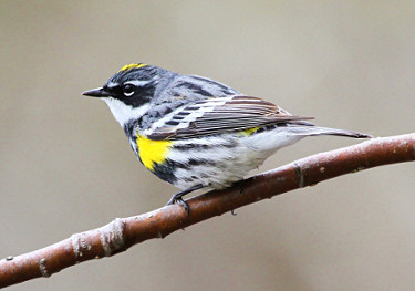 Yellow-rumped Warbler - Male (Myrtle)