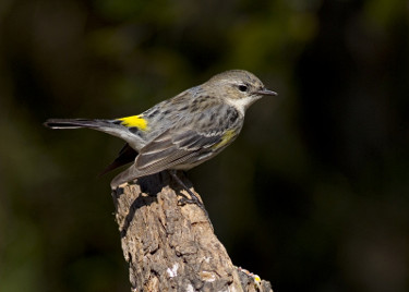 Female Yellow-rumped Warbler - Myrtle