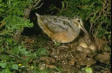 American Woodcock at Nest