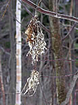 Remnants of Bird's Nest