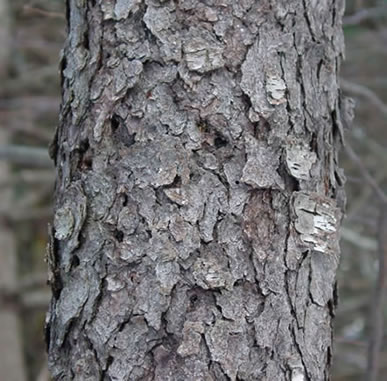Bark of Black Cherry Tree