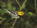 Black-throated Green Warbler