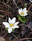 Bloodroot