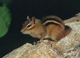 Eastern Chipmunk