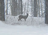 Whitetail Deer During Snowstorm