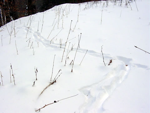 Deer Tracks in Snow