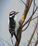 Downy Woodpecker