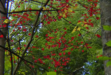 Red Foliage Against Evergreens