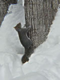 Gray Squirrel