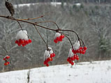 Highbush Cranberries with Snow