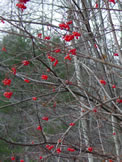 Highbush Cranberry