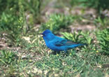 Indigo Bunting