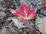 Maple Leaf Foliage