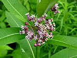 Common Milkweed