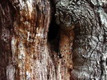 Cavity in Maple Tree
