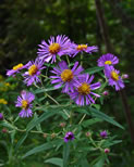 New England Asters