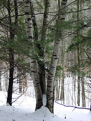 Paper Birches Surrounded by Hemlock Branches