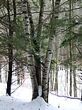 Paper Birch Trees