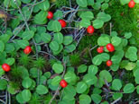 Partridgeberry With Fruit