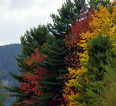 Peak Fall Foliage