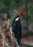 Pileated Woodpecker