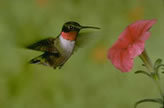 Ruby-throated Hummingbird