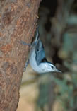 White-breasted Nuthatch