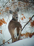 Whitetail Deer