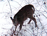 Whitetail Deer Browsing