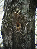 Woodpecker Nest Cavity