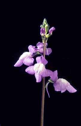 Blue Toadflax
(Nuttallanthus canadensis) 