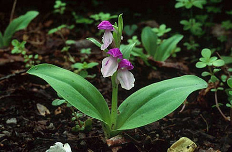 Showy Orchis - Showy Orchid
(Galearis spectabilis) 