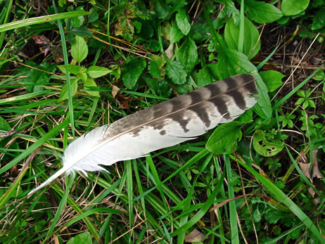 Red-shouldered Hawk Feather